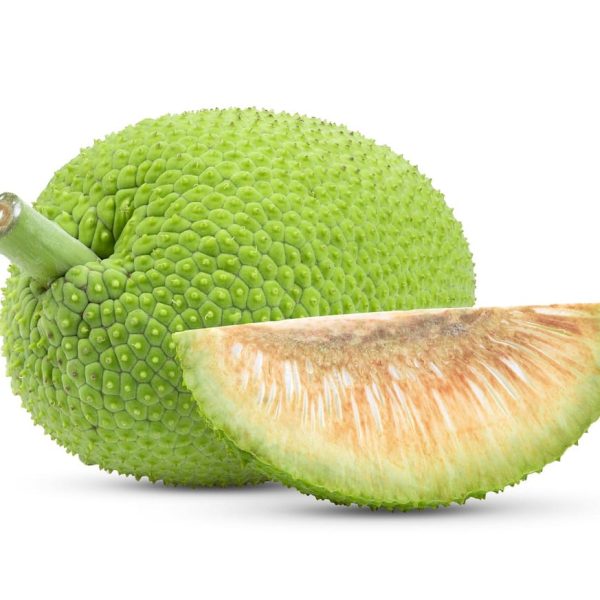 breadfruit-on-white-background-2024-10-31-00-31-03-utc
